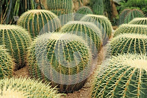 Cactaceae photo