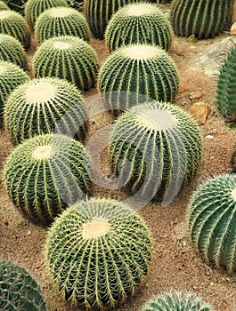 Cactaceae photo