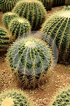 Cactaceae