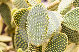 cactaceae