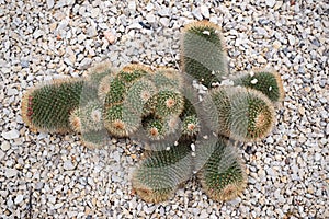 Cactaceae