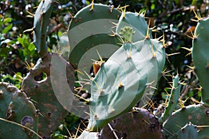 Cactaceae