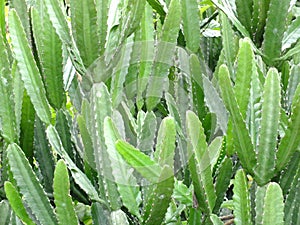 Cactaceae cactus leafless stem