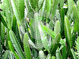 Cactaceae cactus leafless stem green