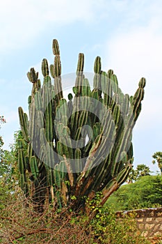 Cactaceae cactus thorny plant outdoor natural greeny  desert area photo