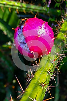 (Cactaceae) Harrisia (Eriocereus sp.) red fruit with seeds on a cactus trunk photo