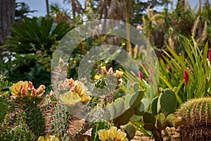 Cactaceae, Marimurtra Botanical garden in Blanes, Catalonia.