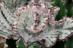 Cactaceous flower in white