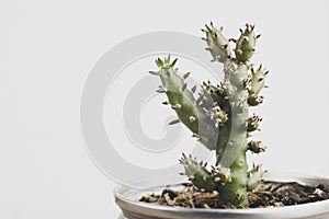 Cactasea plant on white background photo