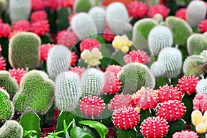 Cacti