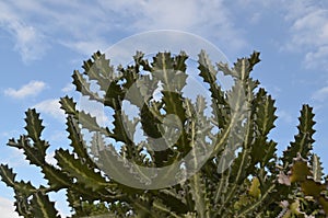 Cacti aAgainst a Cloudy Blue Sky