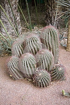 Cacti in arid environment