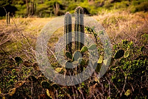 Cacti Arikok National Park-Aruba photo