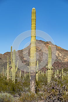 Cacti of Arizonaâ€™s Sonoran Desert stand like a vast, silent army at Organ Pipe Cactus National Monument