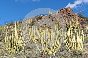 Cacti of Arizonaâ€™s Sonoran Desert stand like a vast, silent army at Organ Pipe Cactus National Monument