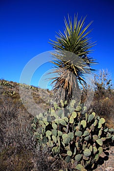 Cacti in big bend texas