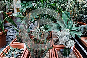 Cacti. Big plants. Greenhouse. Botanical garden with cacti. Flowers outside the window. Greenery. Cacti in pots. alley in flowers