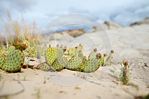 Cacti blossoming in moonlike sandstone formations in White Pocket, Arizona, USA