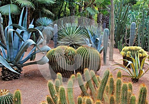 Cacti in botanical garden Jardin Majorelle in Marrakesh, Morocco photo