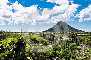 Cacti and boulders in front of Hooiberg, Aruba