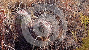 Cacti, Brady`s pincushion cactus Pediocactus bradyi. New Mexico