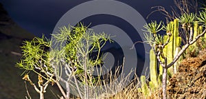 A cacti bushes agains the backdrop of an impending thunderstorm in th