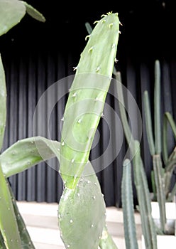 5. Cacti (Cactaceae) are green and flat (2)