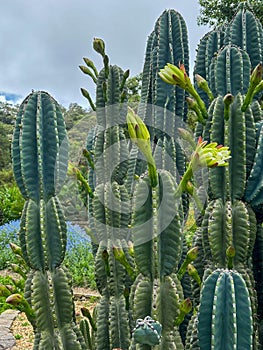 Beautiful Cacti with yellow flower