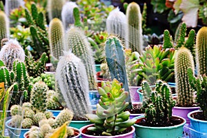 Cacti cactus and succulents