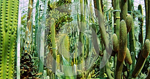 Cacti - Cactus in tropic Greenhouse. Slow reveal jib shot.