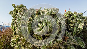 cacti close-up. green thorny flowers
