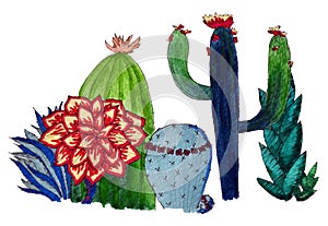 Cacti collection with flowers, branches and other succulents