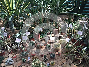 Cacti, collection, garden, botany, Minsk