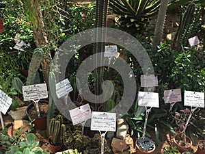 Cacti, collection, garden, botany, Minsk