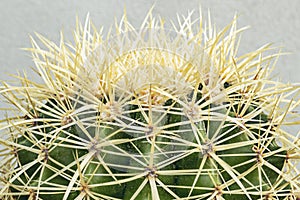 cacti, are collectively known as cacti, cactus or cacti. This family