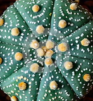 Cacti cultivar Astrophytum asterias, close-up of a hybrid plant from a botanical collection photo