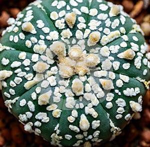 Cacti cultivar Astrophytum asterias, close-up of a hybrid plant from a botanical collection photo