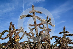 Cacti Cylindropuntia versicolor Prickly cylindropuntia with yellow fruits with seeds. New Mexico, USA