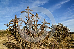 Cacti Cylindropuntia versicolor Prickly cylindropuntia with yellow fruits with seeds. New Mexico, USA