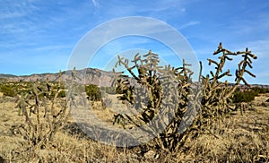 Cacti Cylindropuntia versicolor Prickly cylindropuntia with yellow fruits with seeds. New Mexico, USA