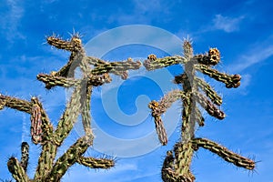 Cacti Cylindropuntia versicolor Prickly cylindropuntia with yellow fruits with seeds. New Mexico, USA