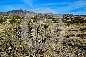 Cacti Cylindropuntia versicolor Prickly cylindropuntia with yellow fruits with seeds. New Mexico, USA