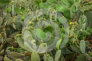 Cacti in the desert