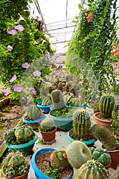 Cacti of different shapes and breeds on the cactus farm. Plants for home and yard decor