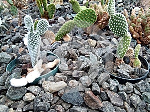 Cacti of different shapes - nature