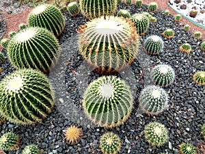 Cacti of different shapes - nature