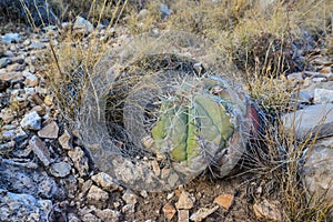 Cacti Eagle claws Echinocactus horizonthalonius and desert plants in a mountain valley landscape in New Mexico, USA