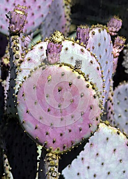 Cacti Flower