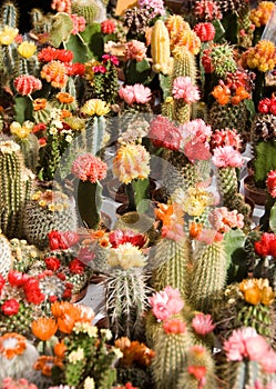 Cacti on flower market