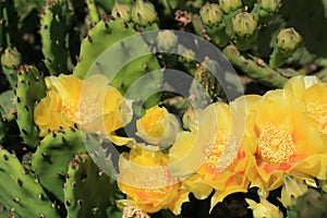 Succulent cacti with yellow blossoms close